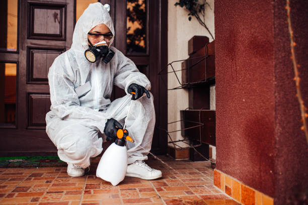 Reliable Wasp Removal contractor in Stayton, OR by Show Me Pest Control